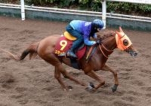 【桜花賞】ソダシ＆リバティアイランドと同じ阪神ＪＦ勝利から直行　スターアニス桜の冠へ死角なし