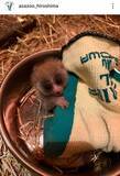 「安佐動物公園でスンダスローロリスの赤ちゃんが誕生　お母さんに必死に抱きつく姿に「ちっちゃい天使」」の画像1