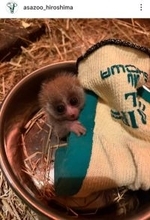 安佐動物公園でスンダスローロリスの赤ちゃんが誕生　お母さんに必死に抱きつく姿に「ちっちゃい天使」