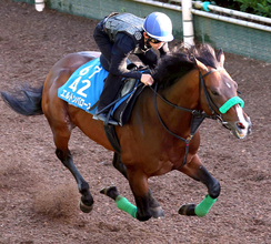 【しらさぎＳ】実績馬エルトンバローズ鋭い伸び脚　初タッグ松若風馬騎手「さすがは重賞を勝っている馬だな」