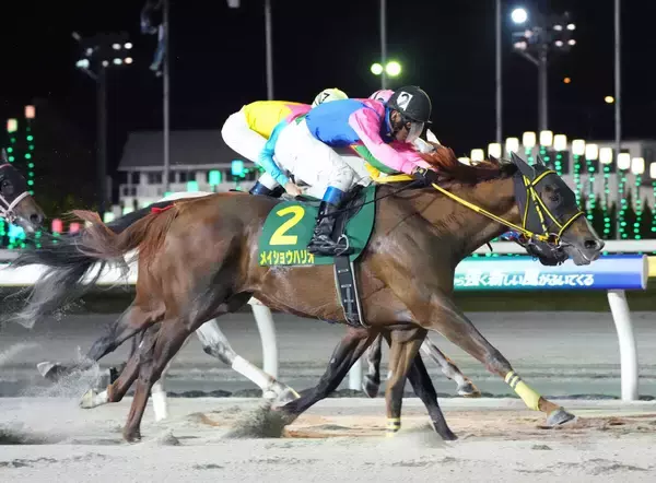 ダートＧ１級４勝のメイショウハリオが競走馬登録抹消　今後はイーストスタッドで種牡馬に