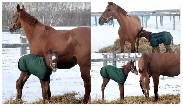 ドウデュース初年度産駒が誕生　ノーザンファームでの今年１頭目　仏Ｇ２勝ちの母ヴォーセルの牝馬