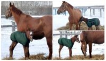 ドウデュース初年度産駒が誕生　ノーザンファームでの今年１頭目　仏Ｇ２勝ちの母ヴォーセルの牝馬