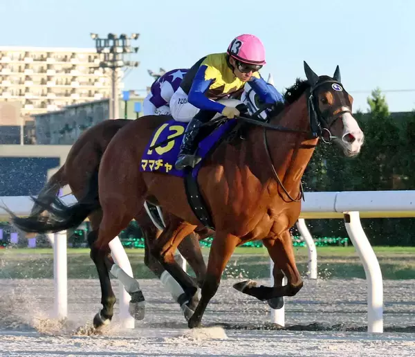 【注目馬動向】ママコチャは初のドバイ遠征へオーシャンＳから始動　池江調教師「叩き良化型ですからね」