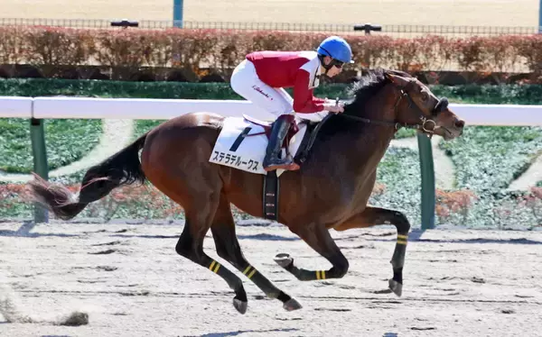 【東京４Ｒ・３歳新馬】兄姉９頭が勝ち上がっているステラデルークス初陣Ｖ　鈴木伸調教師「みんな走るんだよね」