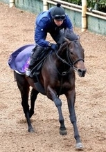 【ドバイワールドＣデー】ターフに出走予定のミュージアムマイルなどが栗東で２週前追い切り