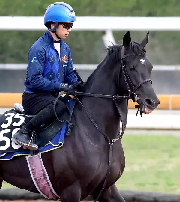 【京都新聞杯】良血馬ベレシートがダービーへ勝負駆け　斉藤崇調教師「すごく自信には…」と手応えを深める理由