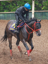 【安田記念】充実ぶりが光るスズハロームは絶好調　牧田調教師「お酒飲んで作戦会議します」