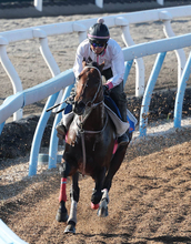 【注目馬動向】しらさぎＳ４着のファンダムは京成杯ＡＨへ　２５年の毎日杯以来２つ目の重賞タイトル狙う
