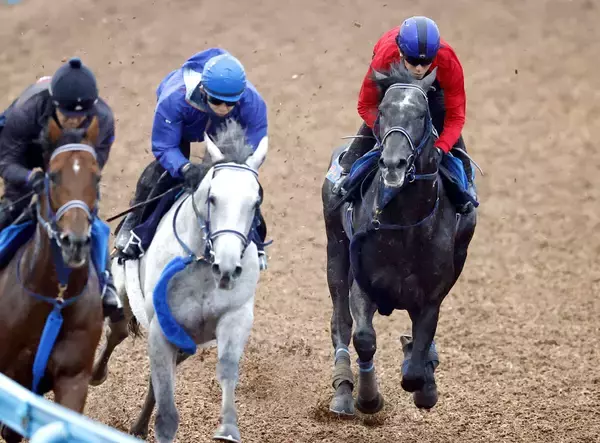 【毎日王冠】リアライズシリウス初の対古馬へ鞍上の津村明秀騎手「だいぶ体も締まってきています。好位で強気に乗りたいですね」