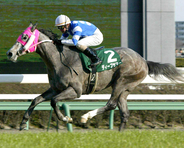 ディープサマーが２４歳で死す…０５年のクリスタルＣ勝ち馬　タイキシャトル産駒