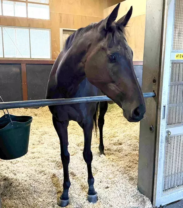 無敗の秋華賞馬モンローウォークは当日１８時前に栗東に帰厩　一夜明け元気な姿に陣営「いい経験になったんじゃないかな」
