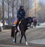 「土曜中山競馬場の注目激走馬…中山１１Ｒターコイズステークス・Ｇ３」の画像1