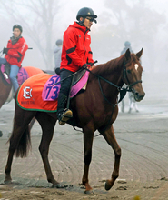 【フェアリーＳ】キャリア１戦１勝ヴァリスマリネリス出来よし！軽快な動きに中舘調教師は「思ったよりも時計が出ました」