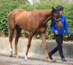 【ＰＯＧ】国枝調教師「フォーエバーヤングの妹なんだから…」ダーリングハーストが初勝利へ　２月１４日出走予定