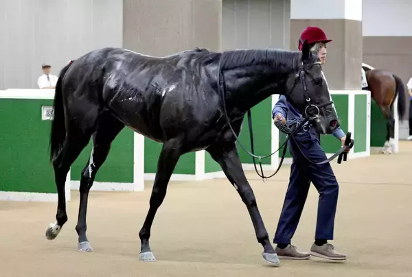 【ゆりかもめ賞・ヤマタケの特注馬】想定通りの充電を完了したダノンセフィーロ　福永調教師はクラシックの期待かける