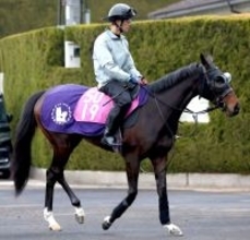 【チューリップ賞】武豊騎手×アランカールで桜切符を　斉藤崇調教師「勝たないと。本番に行きたいですから」