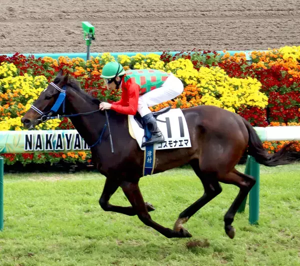「【中山５Ｒ】有馬記念激走のコスモキュランダ半妹が待望の初勝利　コスモナエマに好感触の津村明秀騎手「体も心も成長」」の画像