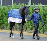 「【トク捜リレー】美浦・三戸記者の注目はディープインパクトなど最多５勝の好枠をゲットした芦毛馬　皐月賞」の画像1