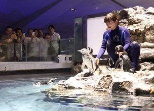 「すみだ水族館」の人気アイドル、マゼランペンギンの赤ちゃん「じんべい」プールデビュー成功！１１日には「きび」が挑戦、“大人の階段”への第一歩！