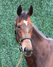 【注目馬動向】ジョスランの秋始動戦はアイルランドトロフィー　全兄は評価急上昇の新種牡馬エフフォーリア
