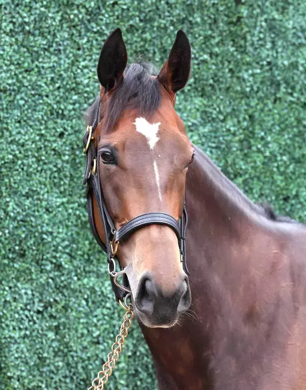 【注目馬動向】ジョスランの秋始動戦はアイルランドトロフィー　全兄は評価急上昇の新種牡馬エフフォーリア