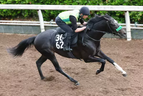 【ユニコーンＳ】３戦２勝のメルカントゥールは坂路でテンポ良く加速ラップ　杉山晴調教師「変わらず順調」