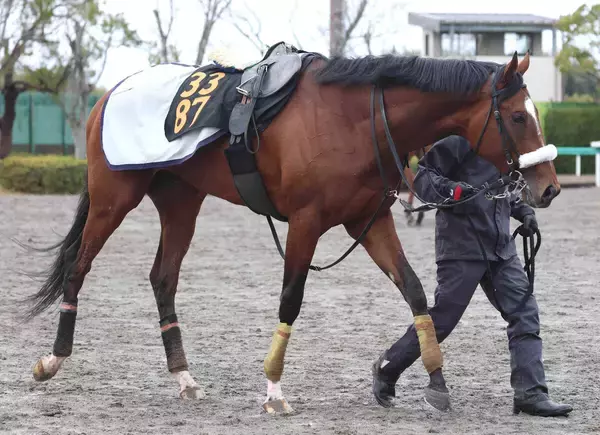 骨折からの復帰目指す青葉賞２着タイダルロック　２０日の追い切りで異変発生...エコー検査へ