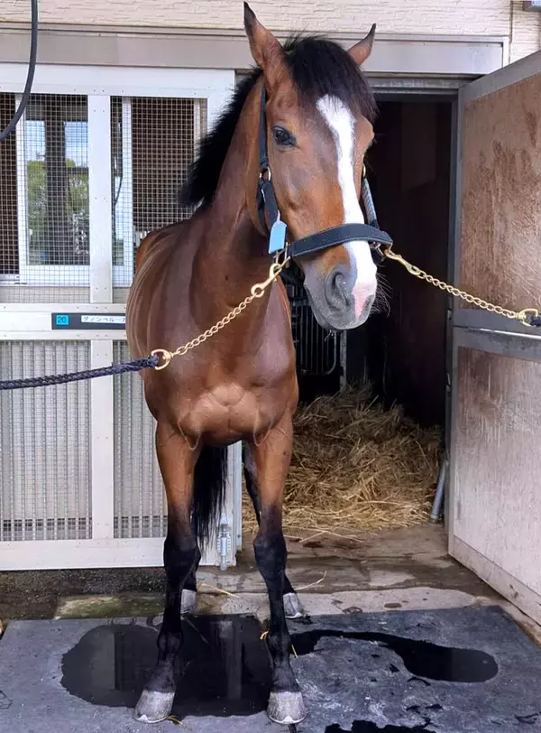 イクイノックスやドウデュースに負けない才能　誘導馬ダノンベルーガ再びＧⅠの舞台へトレーニング中