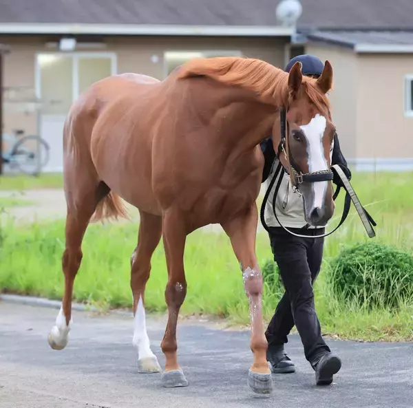 【注目馬動向】紫苑Ｓ２着サムシングスイートは松山弘平騎手との初コンビで秋華賞へ向かう