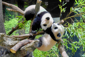 上野動物園のパンダ、シャオシャオ＆レイレイ　観覧時間１人１分も８１７人の来園客大喜び