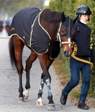 【クイーン賞】トップハンデ５７キロのテンカジョウは５番　シンデレラマイル制覇のホーリーグレイルは６番　枠順確定