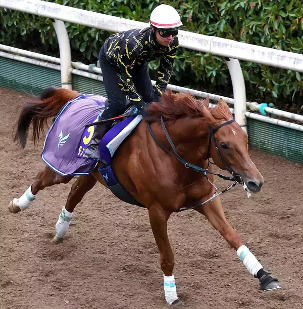 「【大阪杯】ダノンデサイルは坂路を馬なりで鋭く伸びた　安田調教師「現時点では求めている雰囲気にはあります」」の画像