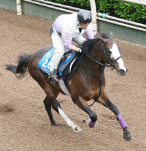 重賞２勝のカンチェンジュンガが右前脚浅屈けん炎を発症　全治９か月以上の見込み
