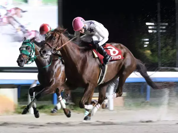 【読売レディス杯】高知から遠征のスカンジナビアが８連勝で重賞初勝利　井上瑛太騎手「自信満々で金沢まで来ました」