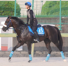 【エニフＳ・金曜気配】ノーブルロジャーが馬具工夫でひと押し利かせる　吉岡調教師「出たなりでためる競馬を」