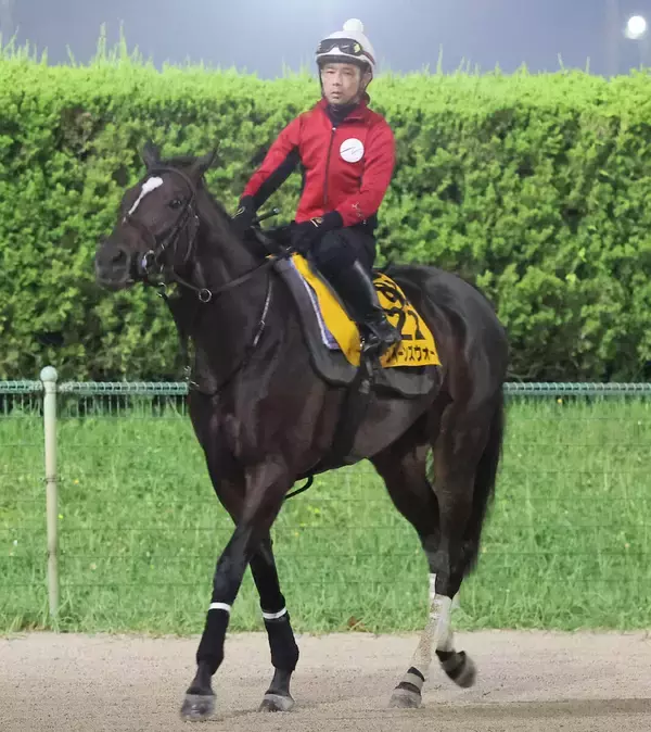 【注目馬動向】クイーンズウォークはエリザベス女王杯でＣデムーロ騎手と新コンビを結成　