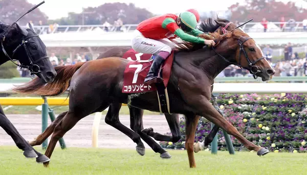 ２３年京王杯２歳Ｓの覇者コラソンビートが抹消　報知杯ＦＲでも２着　ビッグレッドファームで繁殖入り