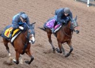 【報知杯ＦＲ】ショウナンカリス阪神ＪＦ７着から逆襲へ　加藤士調教師「動きも良さそう」１ハロン短縮で勝負気配