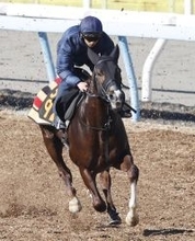 「ケンカをしないように（笑）」皐月賞出走の上原佑厩舎３頭が豪華併せ馬　「切磋琢磨（せっさたくま）していければ」