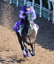 【阪神牝馬Ｓ】カムニャックは落ち着き十分で充電効果大　友道調教師「いい感じで臨めると思います」
