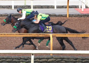 【日本ダービー】皐月賞馬ロブチェンは２冠へＣＷコースで鋭伸　杉山晴調教師「いい意味で変わりなくですね」