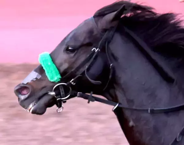 【有馬記念１週前】有終の美飾る！　ジャスティンパレスが意欲的な調整　団野大成騎手「道中の感じも良かった」