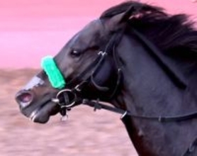 【有馬記念１週前】有終の美飾る！　ジャスティンパレスが意欲的な調整　団野大成騎手「道中の感じも良かった」