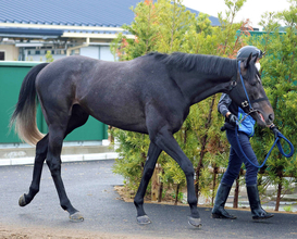 【皐月賞・金曜調整】「津村に運があれば勝つと思う（笑）」状態の良さうかがえるリアライズシリウス　手塚久調教師は手応え
