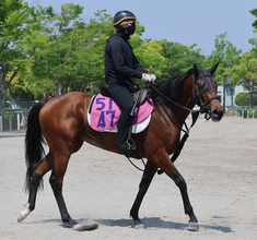 【葵Ｓ】ガラベイヤは出走できれば好勝負可能　加藤士調教師「抽選を通れば楽しみです」