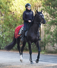 【２０日の注目・阪神７Ｒ】菊花賞へ負けられない戦い　５・２億円馬サガルマータに福永調教師は「力上位やしね」