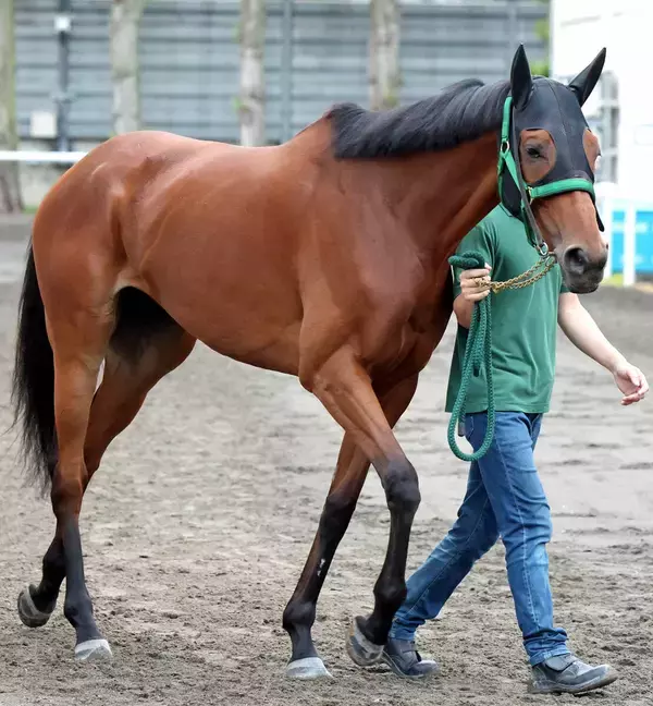 【注目馬動向】クイーンＳ勝ちのココナッツブラウンはマイルＣＳへの参戦決定　上村調教師「距離適性を考えて」