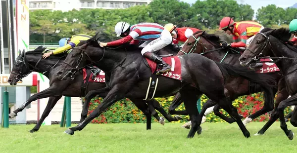 【神戸新聞杯】ロブチェンが３冠へ視界良好　松山弘平騎手「もう一段階良くなってくれる」