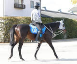 「【シルクロードＳ】ヤブサメは坂路をキャンターで軽快　石橋調教師「豊も京都の方がいいと言っていた」」の画像1